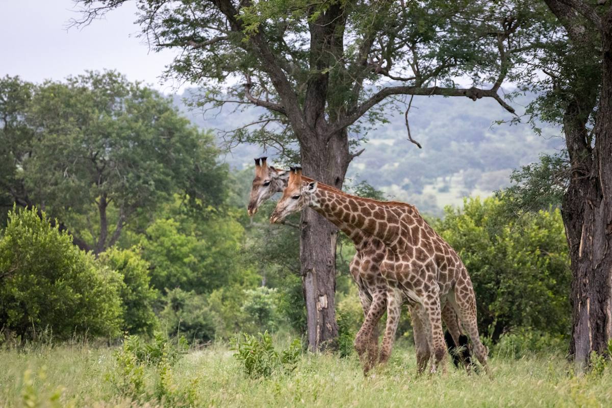 Afrique : nouvelle destination phare du tourisme de luxe